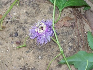 Flowering vine - no clue what, but the flowers were pretty!
