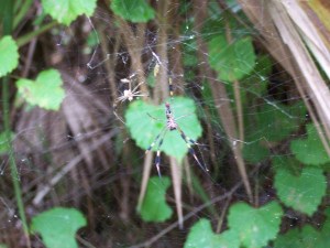 Cool spider - tough to capture, though!