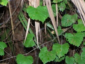 Our first attempt at shooting the spider!